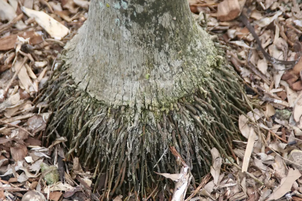 Coccothrinax readii – in a garden setting, plant photo