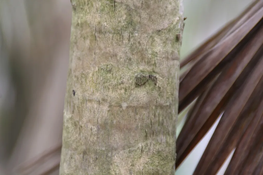 Coccothrinax readii – in a garden setting, plant photo