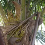 coconut palm (Cocos nucifera) – plant photo