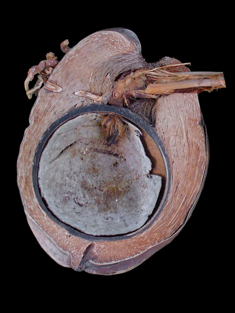 palma kokosowa (Cocos nucifera) – fruit in close-up, plant photo