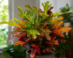 Codiaeum variegatum ‘Oak Leaf’