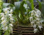 Coelogyne cristata: guida alla coltivazione