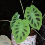 Colocasia affinis – foto della pianta