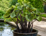 Colocasia ‘Coffee Cups’