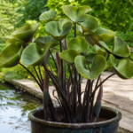 Colocasia 'Coffee Cups' – foto della pianta