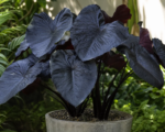Colocasia ‘Electric Blue Gecko’