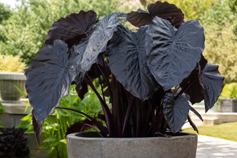 Colocasia esculenta 'Black Coral' – foto della pianta