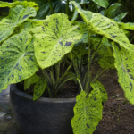 Colocasia esculenta 'Mojito' – foto della pianta