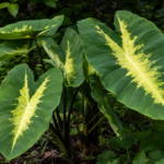 Colocasia esculenta 'Nancy's Revenge' – foto della pianta
