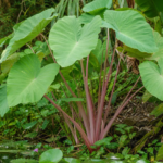 Colocasia esculenta 'Pink China' – foto della pianta