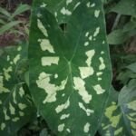 Colocasia 'Hilo Beauty' – foto della pianta