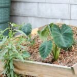 Colocasia 'Jack's Giant' – foto della pianta