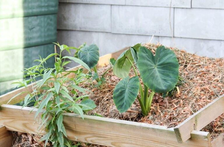 Colocasia 'Jack's Giant' – foto della pianta