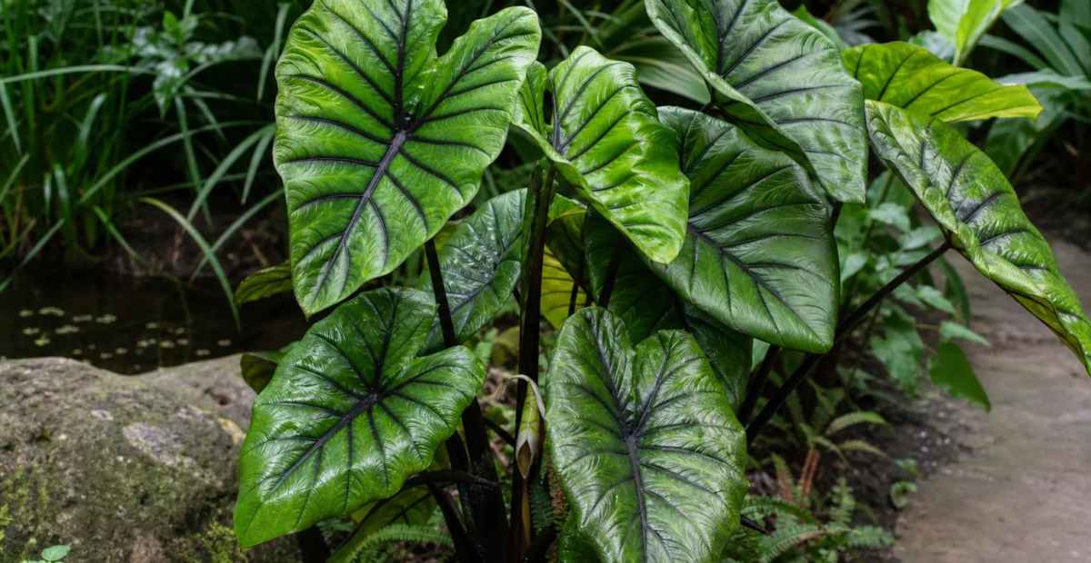 Colocasia 'Pharaohs Mask' – plant photo