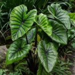 Colocasia 'Pharaohs Mask' – foto della pianta