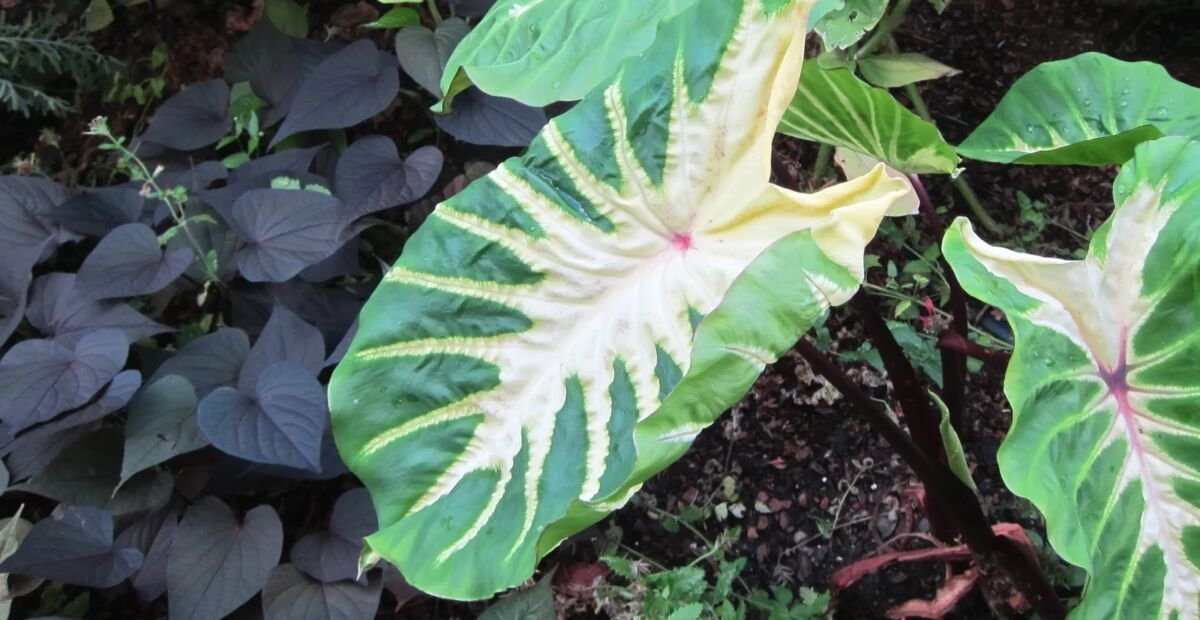 Colocasia 'White Lava' – plant photo
