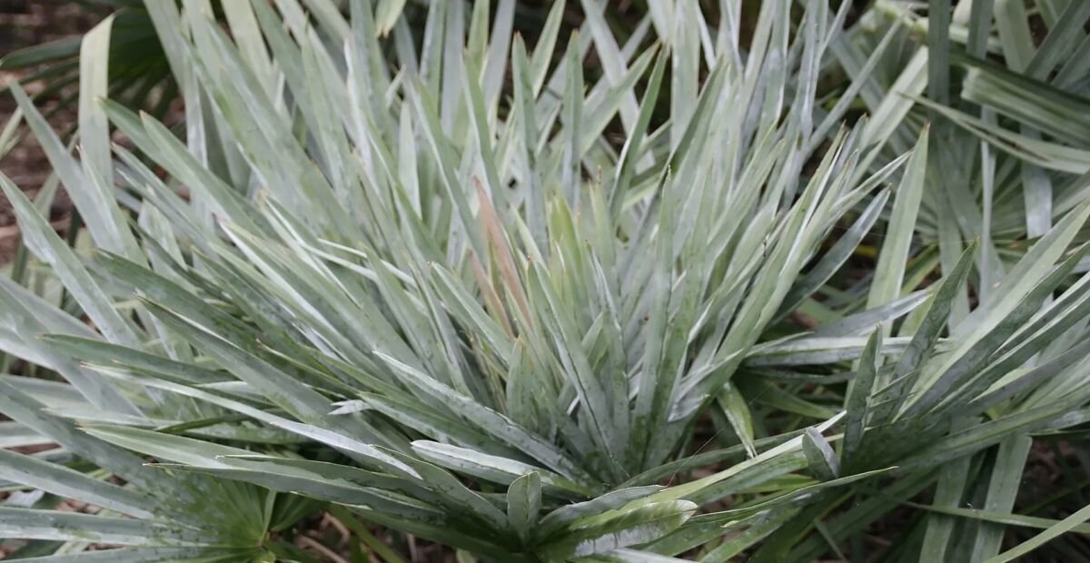 Copernicia alba – plant photo