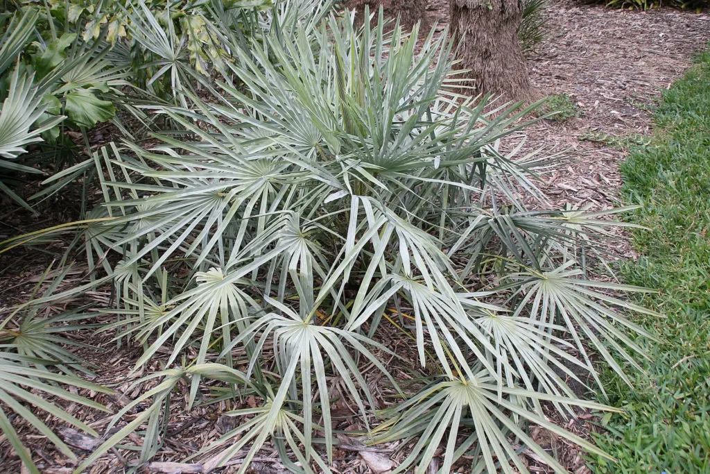 Copernicia alba – in a garden setting, plant photo