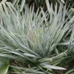 Caranday Palm (Copernicia alba) – plant photo