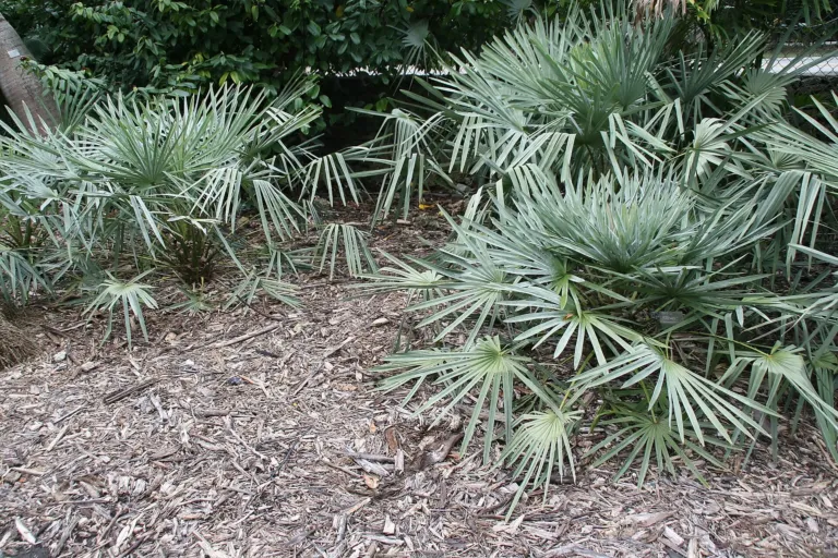 Caranday Palm (Copernicia alba) – in a garden setting, plant photo