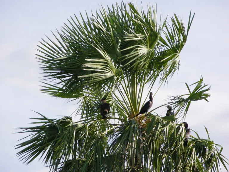 Caranday Palm (Copernicia alba) – natural growth habit, plant photo