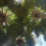 Copernicia baileyana – Pflanzenfoto