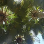 Copernicia baileyana care guide (Copernicia baileyana) – plant photo