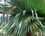 Copernicia macroglossa — uprawa i pielęgnacja palmy wachlarzowej