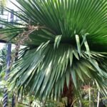 Copernicia macroglossa – zdjęcie rośliny