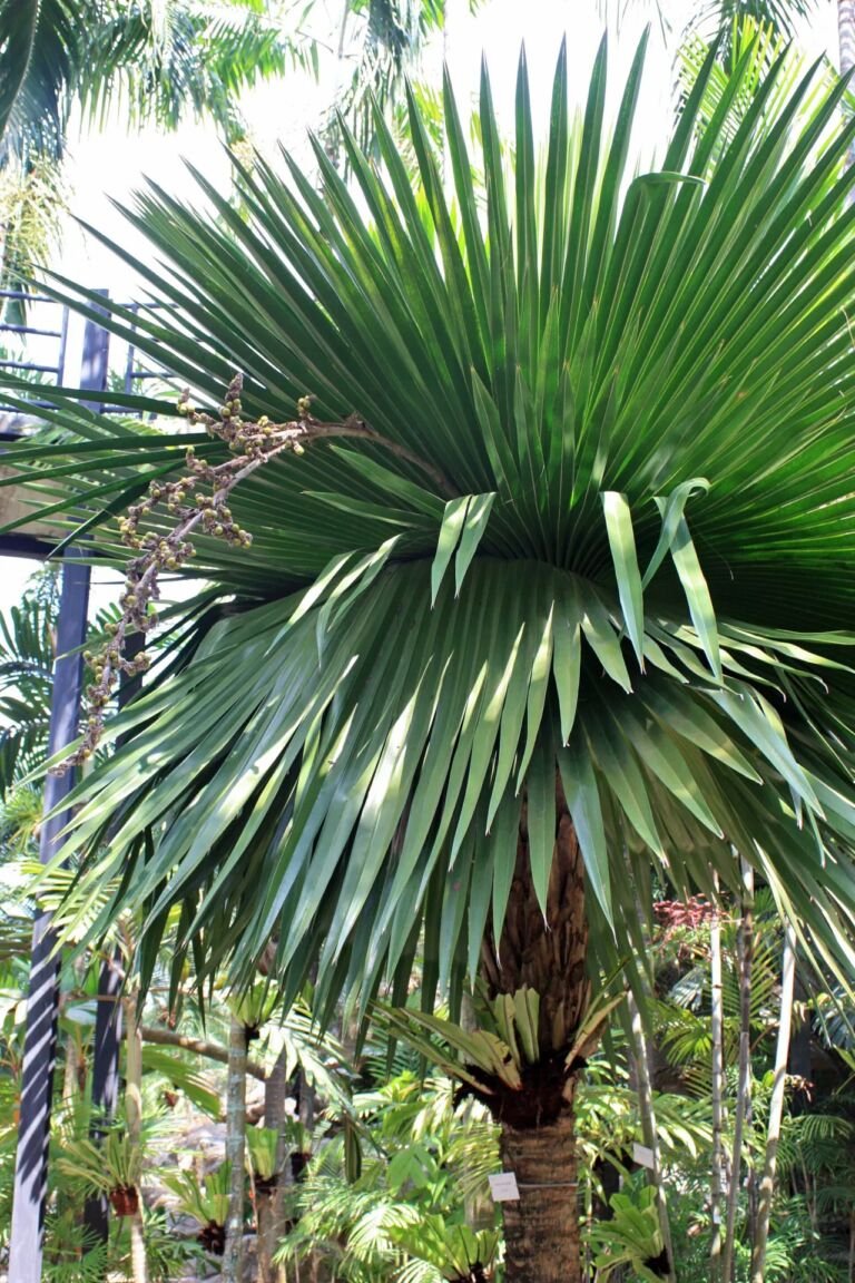 Copernicia macroglossa – zdjęcie rośliny