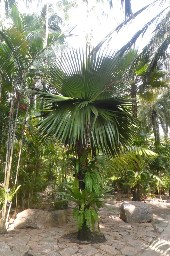 Copernicia macroglossa – in a garden setting, plant photo
