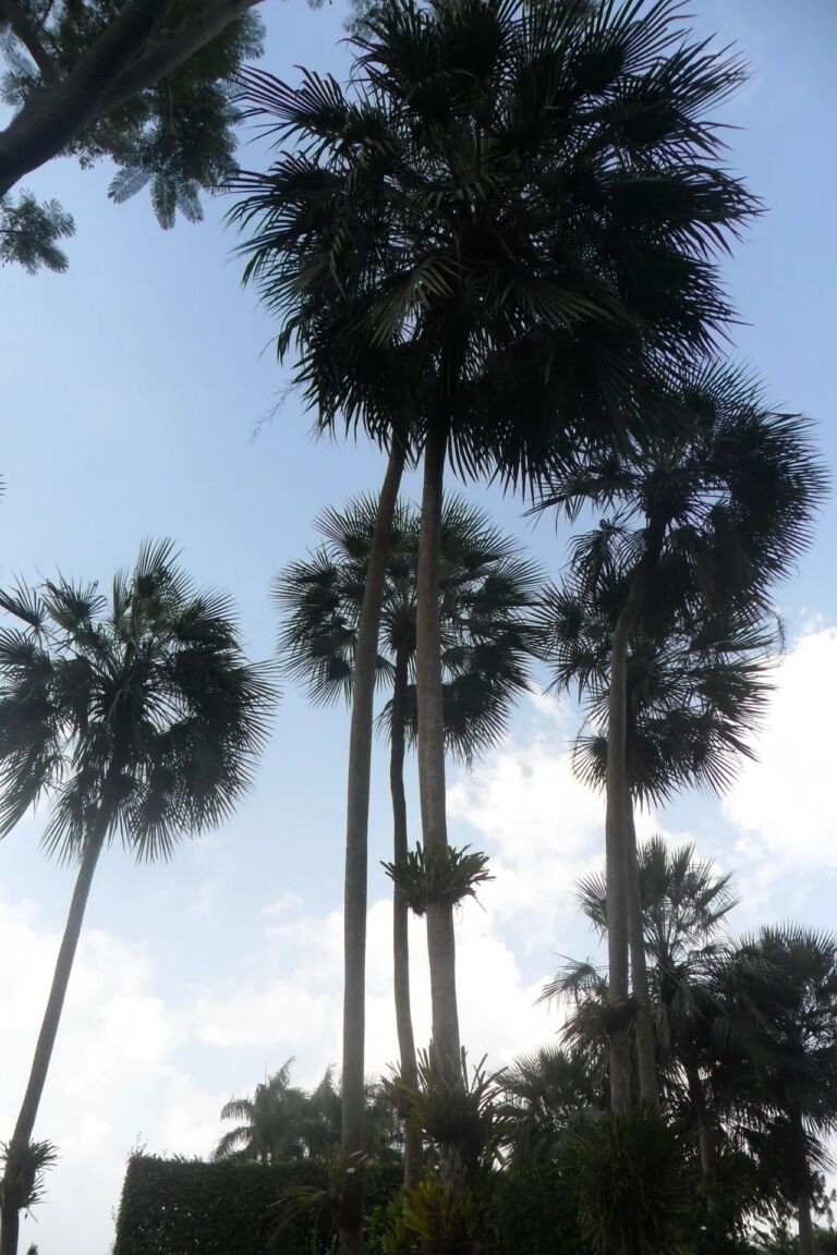 Copernicia prunifera – zdjęcie rośliny