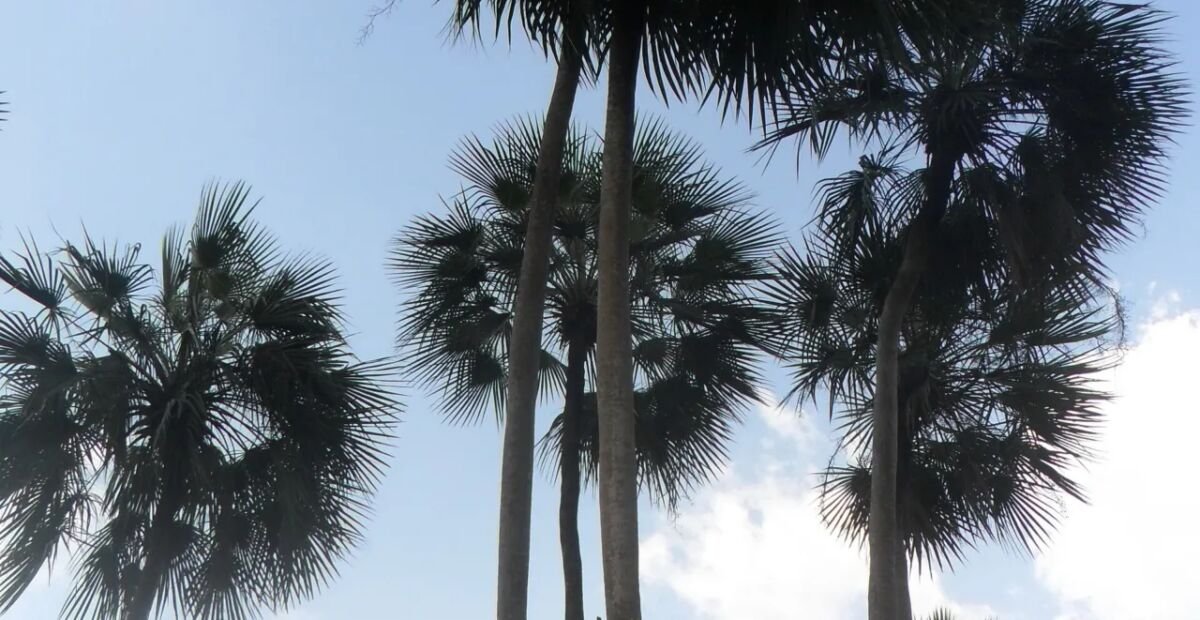 Copernicia prunifera – fotografia rastliny