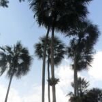 Copernicia prunifera – foto della pianta