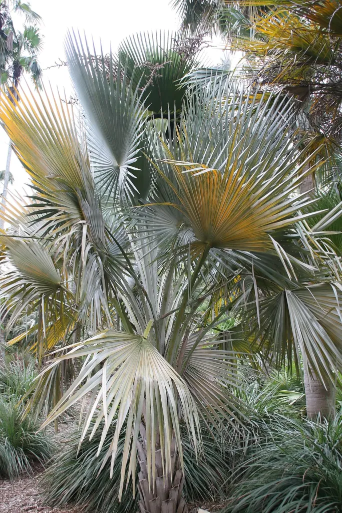 Copernicia prunifera – in a garden setting, plant photo