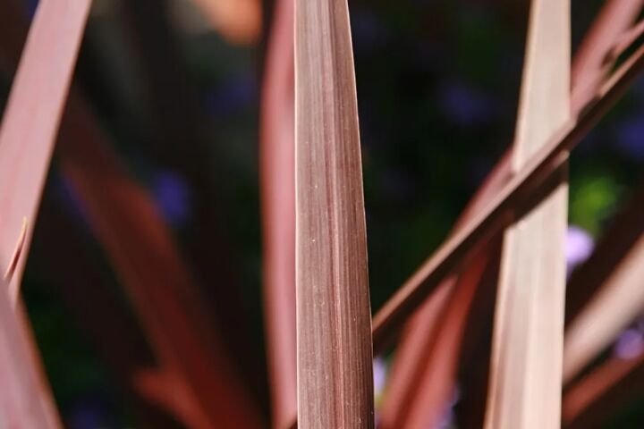 Cordyline australis 'Red Star'