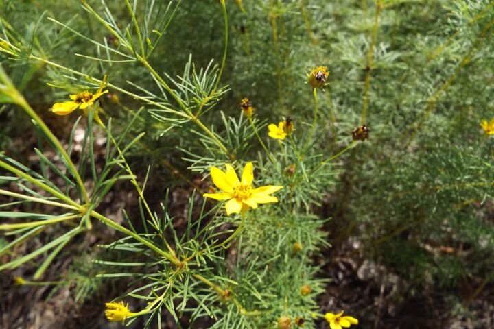 Coreopsis verticillata