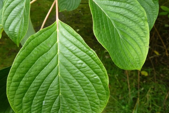 Cornus controversa