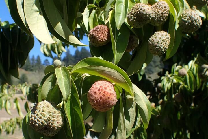 Cornus capitata