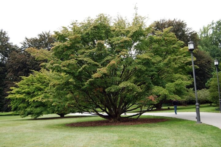 Cornus kousa