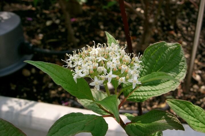 Cornus alba 'Sibirica'