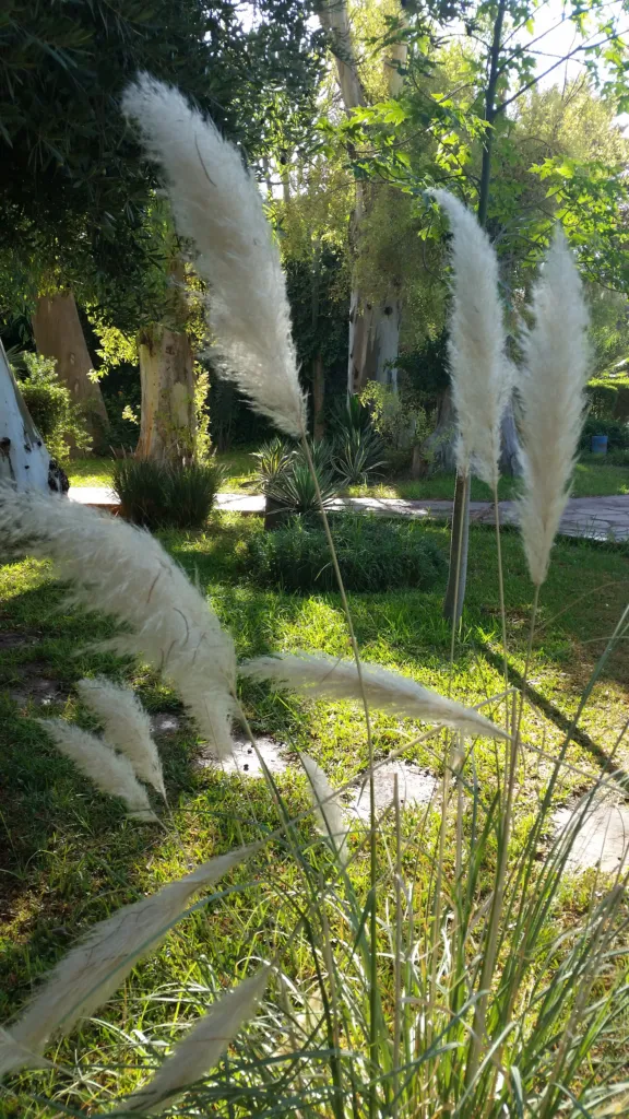 Kortaderia pampová (Cortaderia selloana) – v záhrade, fotografia rastliny
