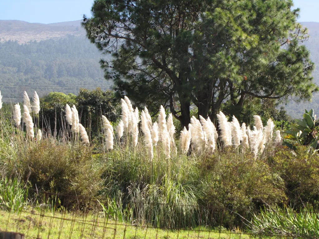 Kortaderia pampová (Cortaderia selloana) – prirodzený rastový habitus, fotografia rastliny