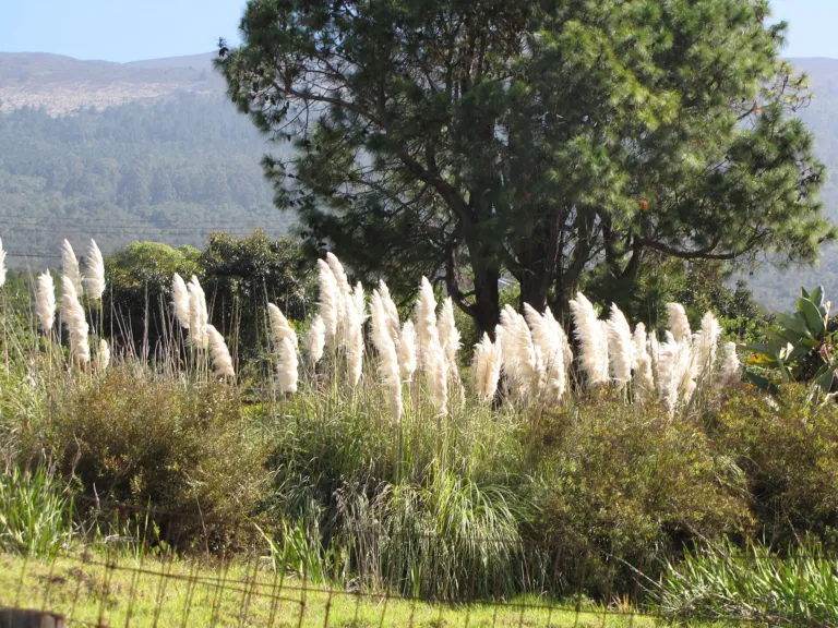 Pampas Grass (Cortaderia selloana) – natural growth habit, plant photo