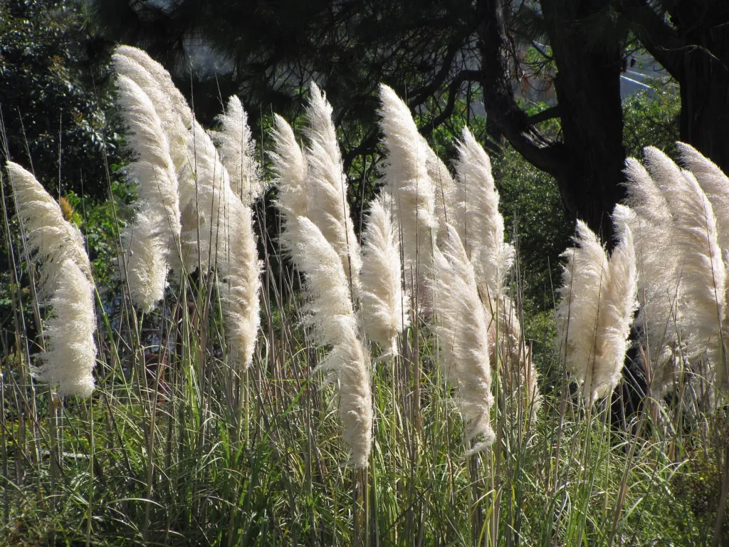 Kortaderia pampová (Cortaderia selloana) – kvety zblízka, fotografia rastliny