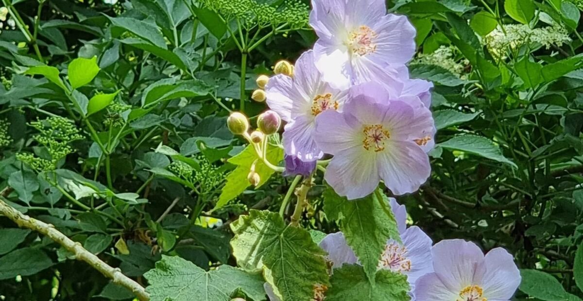 Corynabutilon vitifolium – plant photo