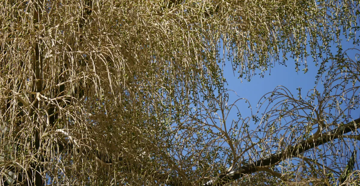 talipot palm (Corypha umbraculifera) – plant photo