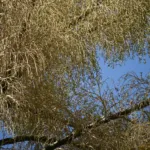 talipot palm (Corypha umbraculifera) – plant photo