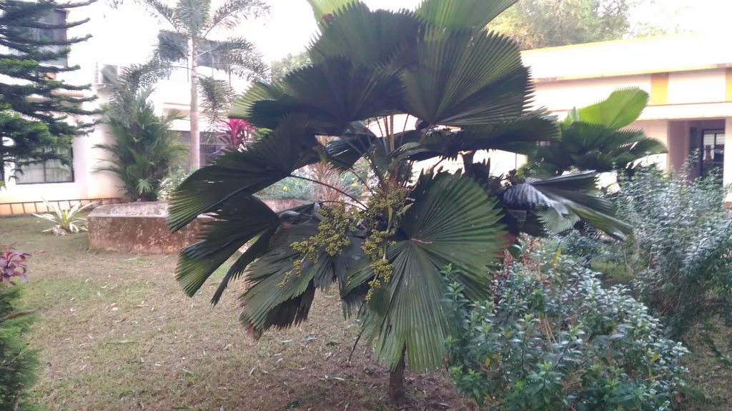 palma talipot (Corypha umbraculifera) – in a garden setting, plant photo