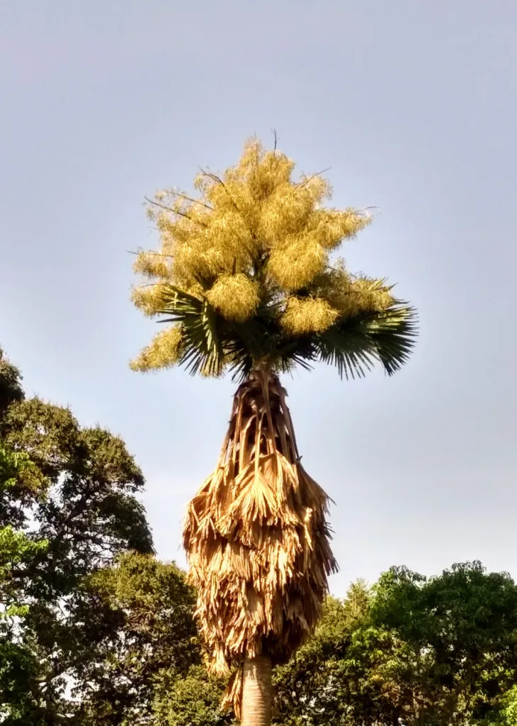 palma talipot (Corypha umbraculifera) – characteristic appearance, plant photo
